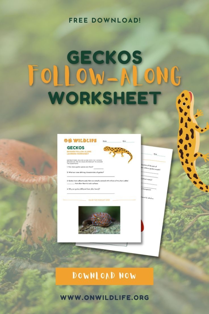 Engaging reading and writing activity about gecko trivia for kids Colorful worksheet featuring fun facts about geckos for second graders