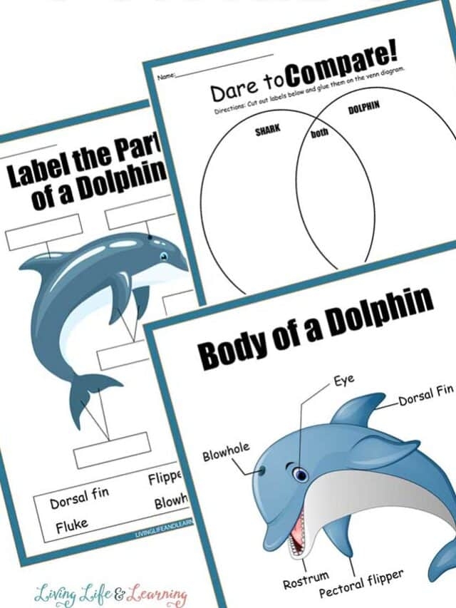 Fifth grade students exploring dolphin evolution and behavior in a phonics worksheet