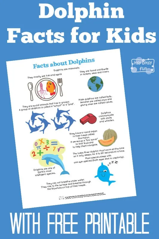 Fifth grade phonics worksheet featuring dolphin facts about evolution and behavior