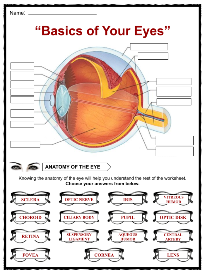 Fifth grade Awesome Anatomy worksheet coloring page illustrating the parts of the human eye