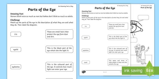 Coloring worksheet featuring the parts of the human eye for fifth grade students