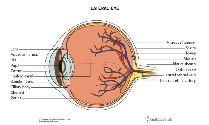 Coloring worksheet showing parts of the human eye for fifth grade reading
