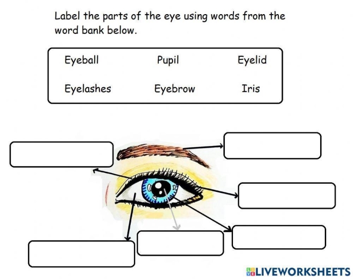 Fifth grade Awesome Anatomy Eye See worksheet showing detailed parts of the human eye for coloring and study
