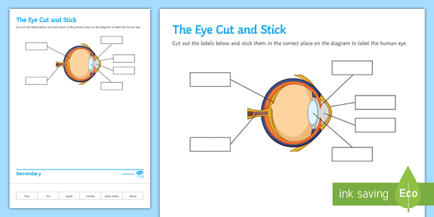 Fifth grade Awesome Anatomy worksheet featuring a detailed human eye coloring page