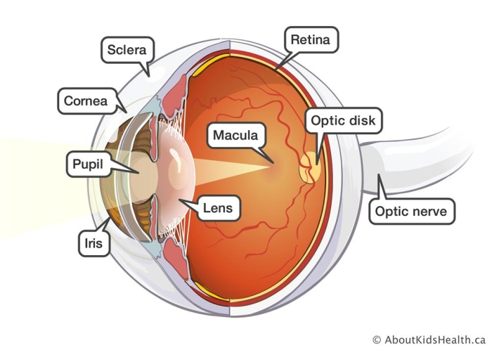Fifth grade Awesome Anatomy worksheet featuring a detailed human eye coloring page for learning