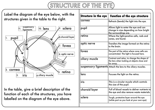 Fifth grade Awesome Anatomy worksheet focusing on the parts of the human eye with coloring elements