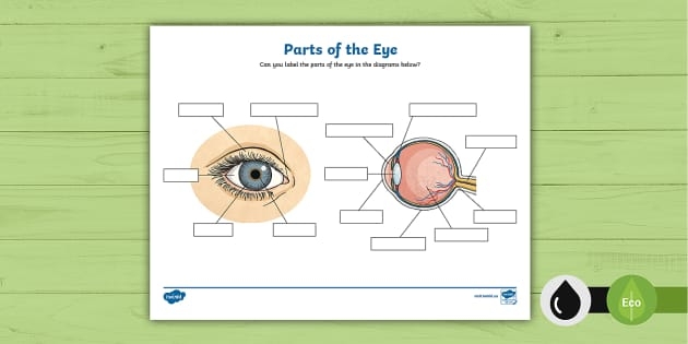 Fifth grade Awesome Anatomy worksheet focusing on the parts of the human eye for reading practice