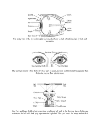 Coloring worksheet showing detailed parts of the human eye for fifth graders