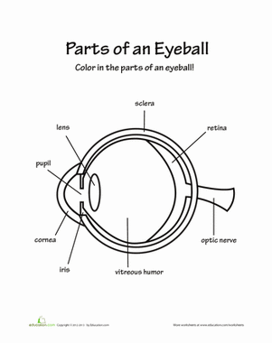 Fifth Grade Awesome Anatomy Eye See worksheet featuring a detailed human eye coloring page