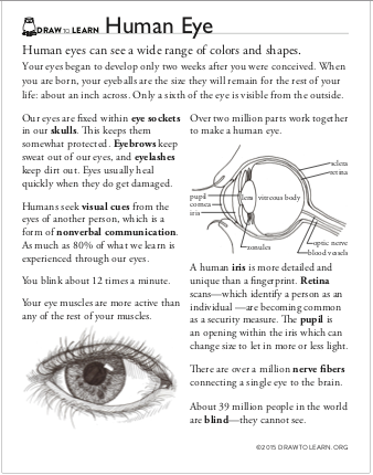 Fifth grade Awesome Anatomy worksheet showing a detailed human eye diagram for coloring and study