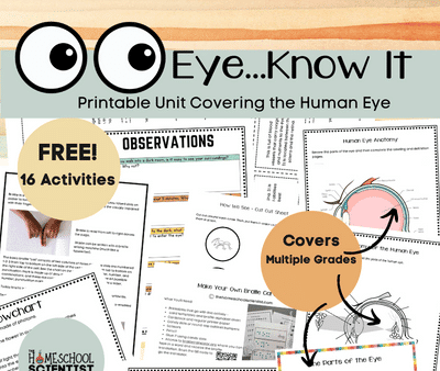 Coloring worksheet of the human eye for fifth grade reading class