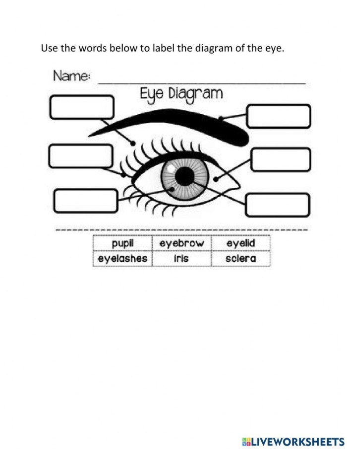 Fifth grade worksheet showing a detailed human eye diagram for coloring and study