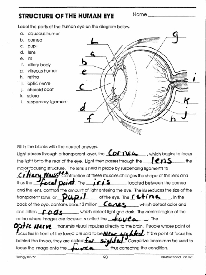 Fifth grade Awesome Anatomy worksheet featuring detailed parts of the human eye for coloring and study