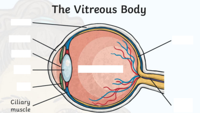 Fifth grade Awesome Anatomy worksheet featuring a detailed human eye coloring page for reading class