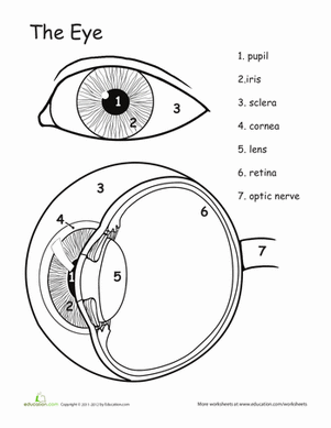 Fifth grade anatomy worksheet featuring a detailed human eye coloring page for study