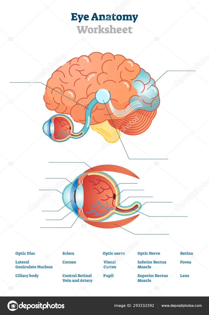 Fifth grade worksheet featuring a detailed diagram of the human eye for coloring and study