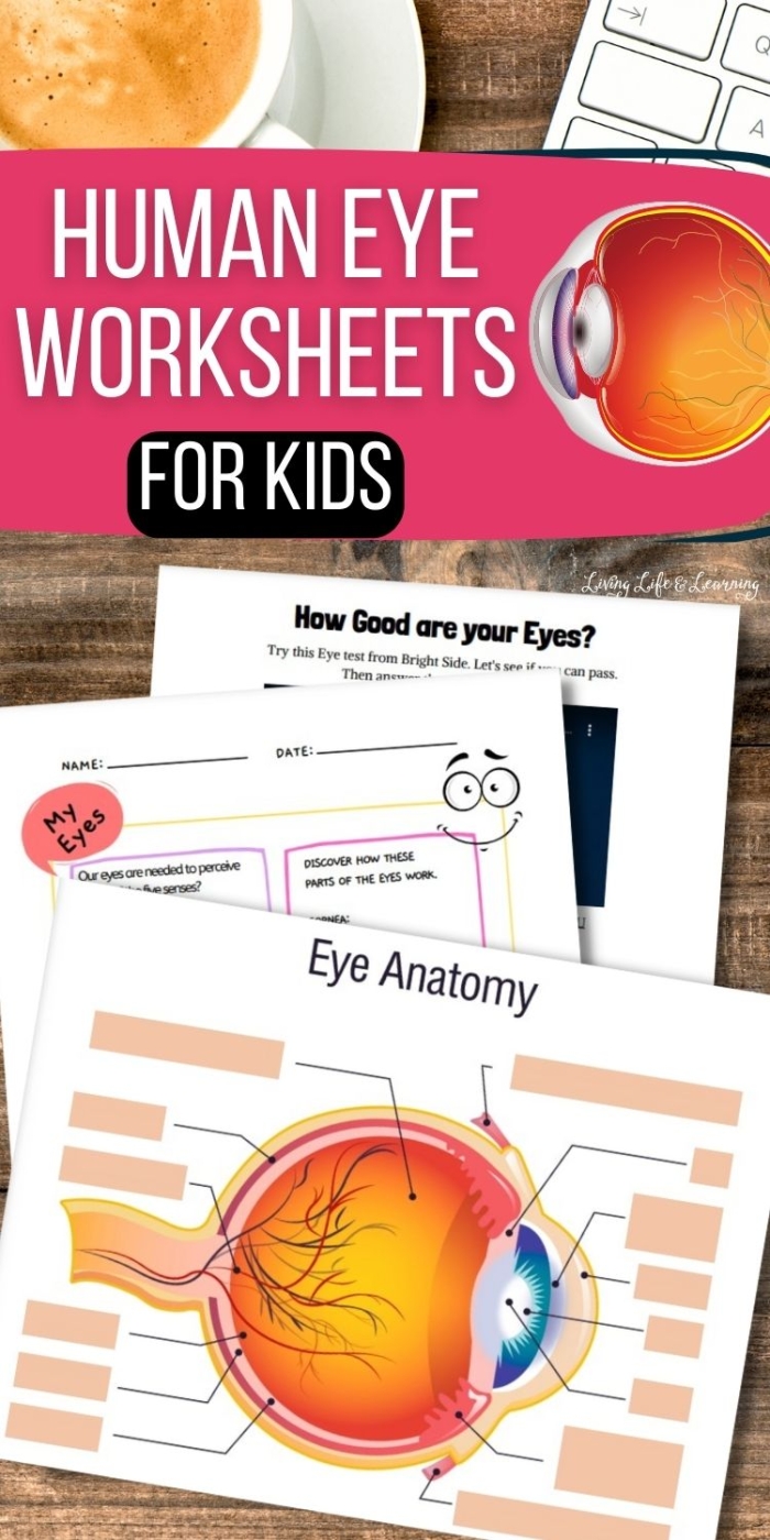 Fifth grade worksheet featuring a detailed human eye diagram for coloring and learning