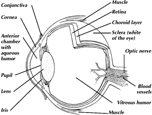 Fifth grade Awesome Anatomy Eye See worksheet focusing on human eye parts for reading skills