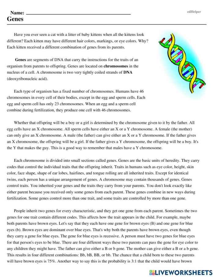 Discover genes with Steve in this engaging What is a Gene worksheet for fifth graders Fifth grade life science worksheet featuring Steve the savvy scientist explaining what genes are and their role in traits