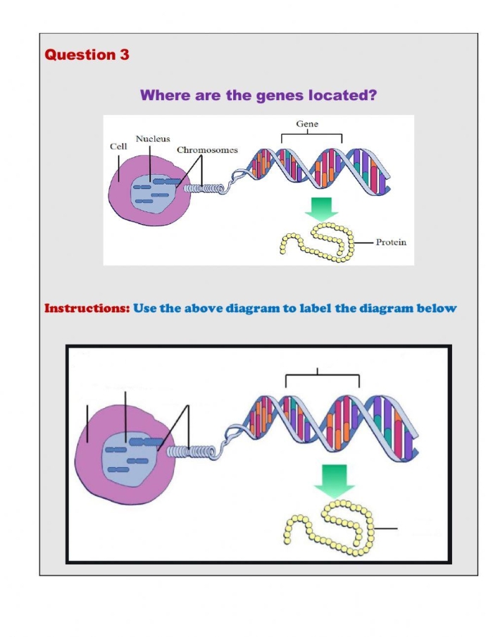 Explore genes with Steve in this engaging worksheet for fifth graders on how genes influence traits Fifth grade life science worksheet on genes featuring Steve the scientist explaining DNA basics
