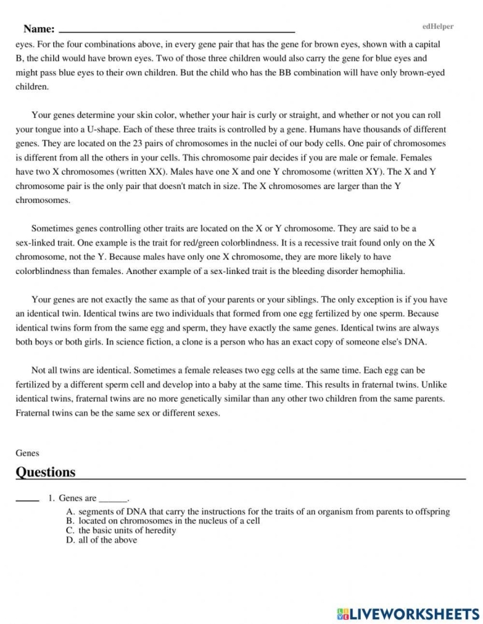 Explore the basics of genes with Steve in this engaging worksheet for fifth graders Illustration of Steve the scientist explaining genes on a fifth grade life science worksheet