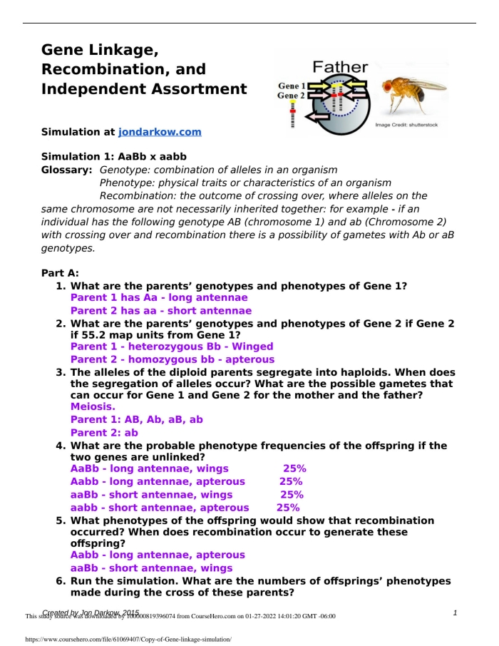 Steve introduces genes and their role in traits on a Life Science activity sheet for grade five Illustration of Steve the savvy scientist explaining genes on a fifth grade worksheet