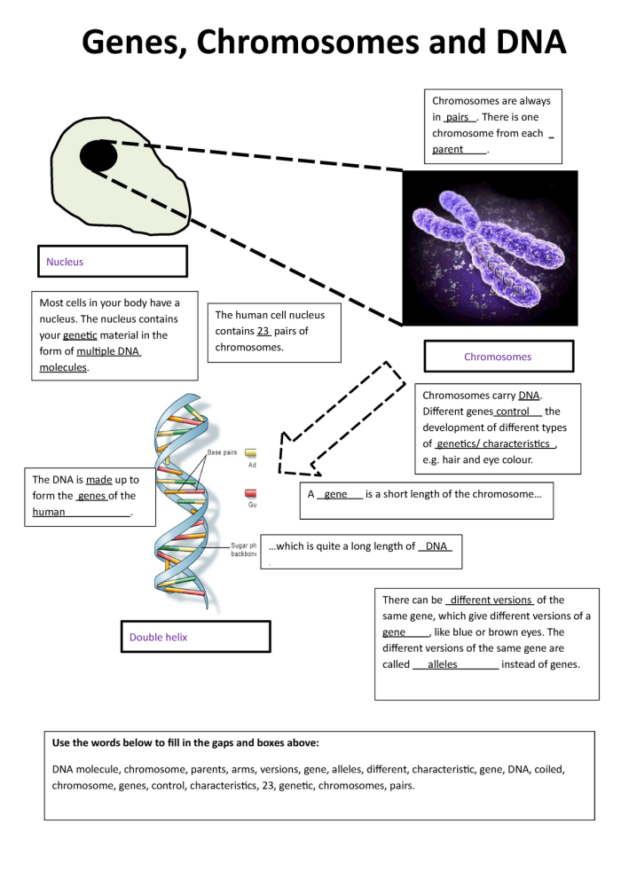 Exploring genes in a fun worksheet with Steve for fifth graders on life science topic number 7 Fifth grade life science worksheet featuring Steve the scientist explaining genes and traits