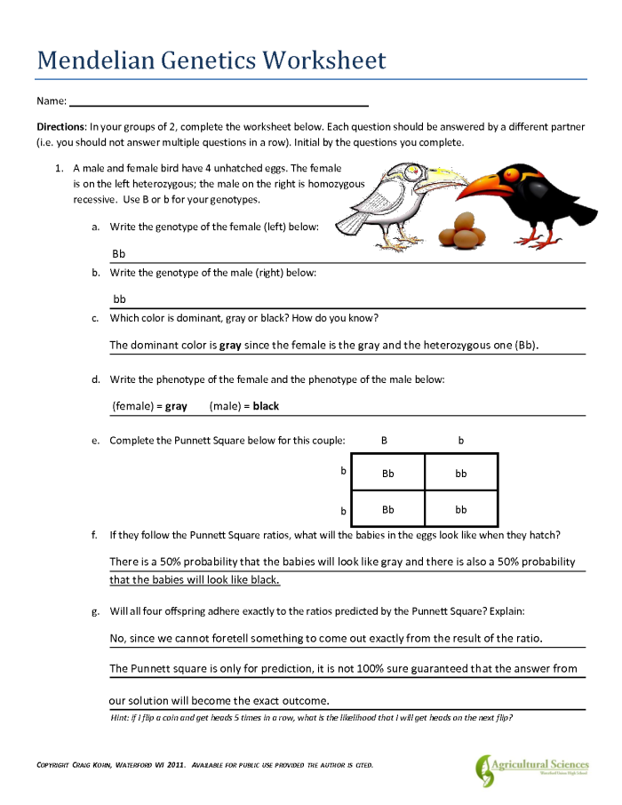 Fifth grade life science worksheet featuring Steve teaching about genes and traits Illustration of Steve the scientist explaining genes on a fifth grade worksheet about genetics