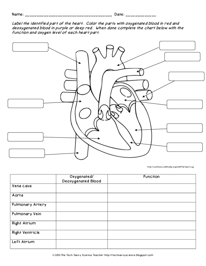 Educational worksheet on the human heart, highlighting its functions and importance in the body Detailed illustration of the human heart for fifth-grade students studying anatomy
