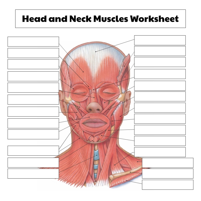 Fifth grade Spanish anatomy worksheet showing detailed heart parts for coloring