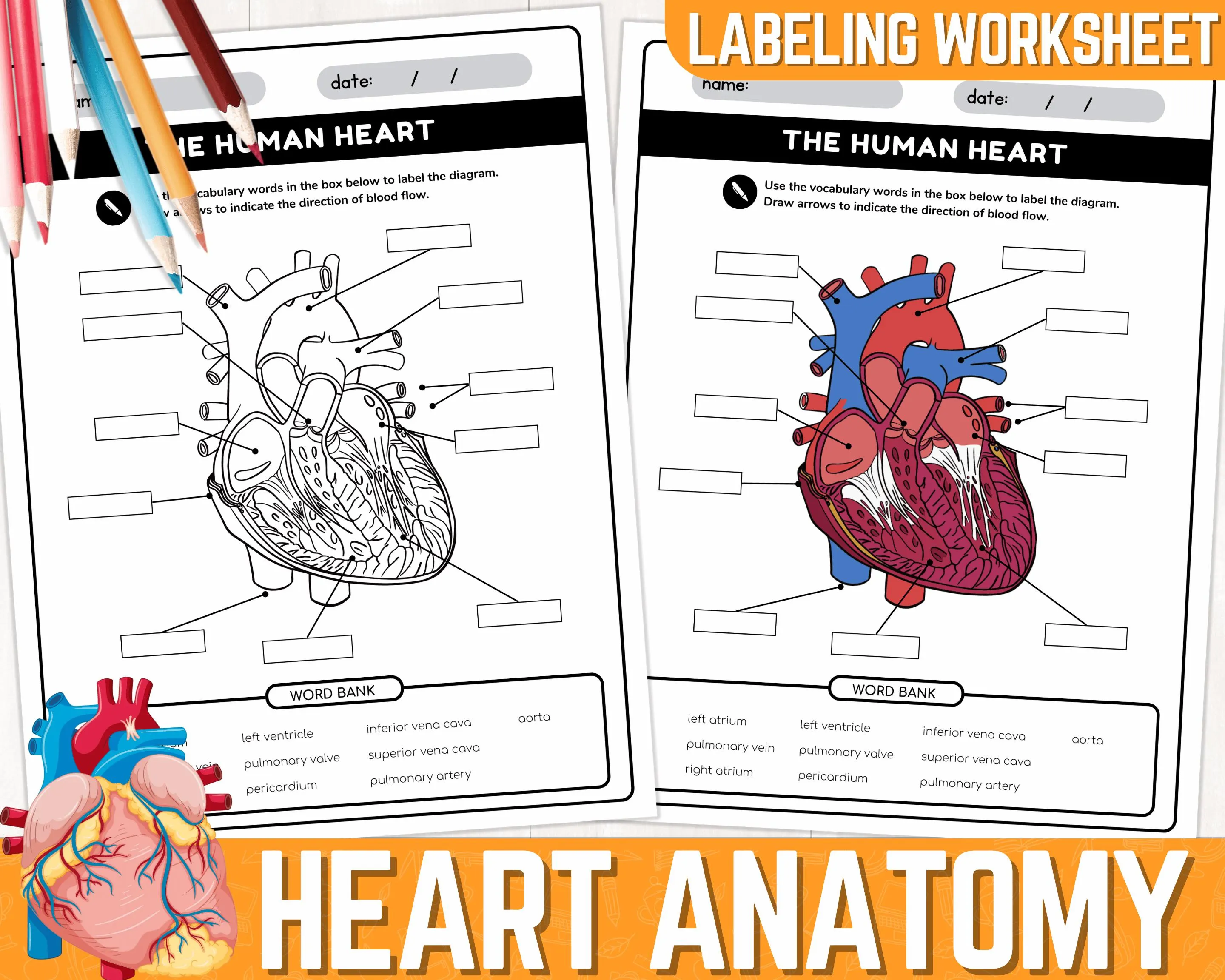 Educational overview of the human heart for students learning about human anatomy Diagram illustrating the human heart anatomy for a fifth-grade life science worksheet