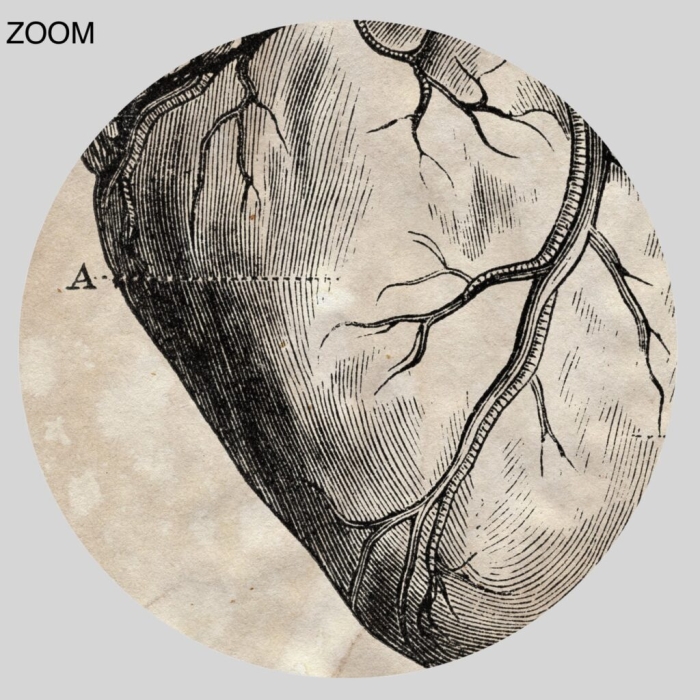 Educational worksheet on human anatomy focusing on the heart for life science students Diagram of the human heart showing its structure and functions for fifth graders