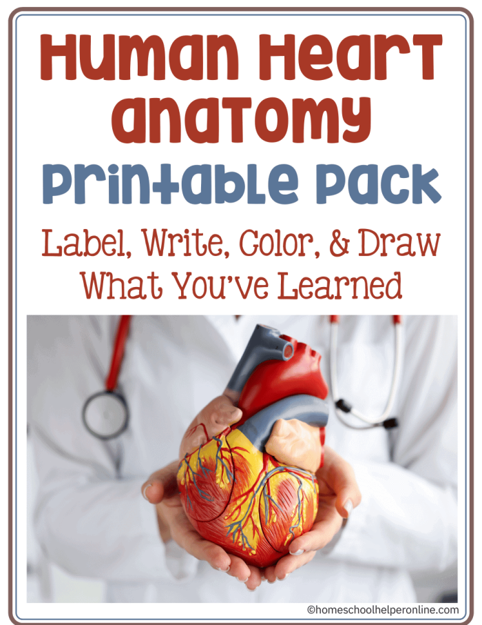 Educational worksheet on the human anatomy focusing on the heart for life science lessons Diagram of the human heart highlighting its structure and functions for fifth-grade students