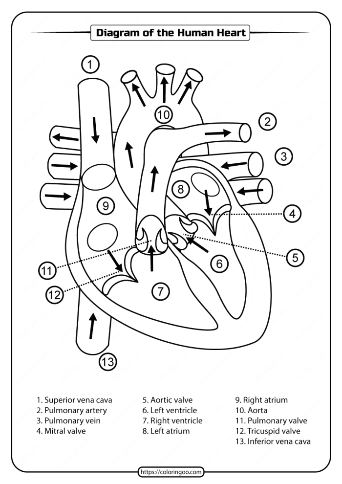 Illustration of the heart for the Human Anatomy: Heart worksheet aimed at fifth graders Diagram of the human heart highlighting its structure and functions for educational purposes