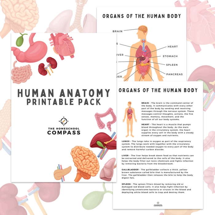 Educational illustration for a Human Anatomy: Heart worksheet aimed at fifth graders Diagram of the human heart showing its structure and functions for a fifth-grade life science worksheet