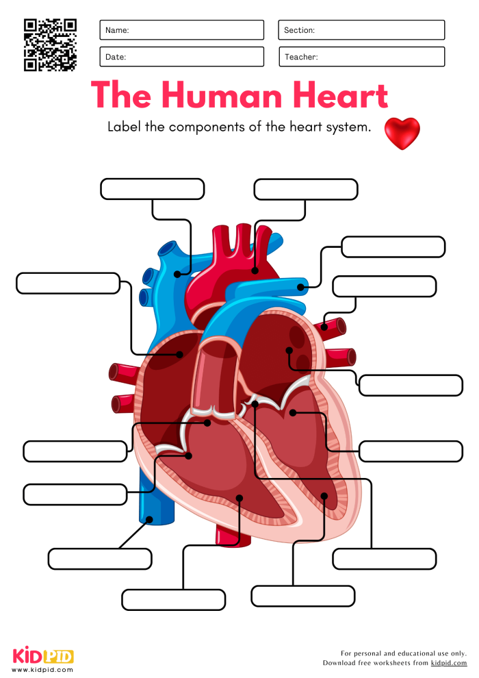 Detailed educational worksheet about the human heart for fifth-grade life science students Diagram of the human heart showing its chambers and major blood vessels for educational purposes