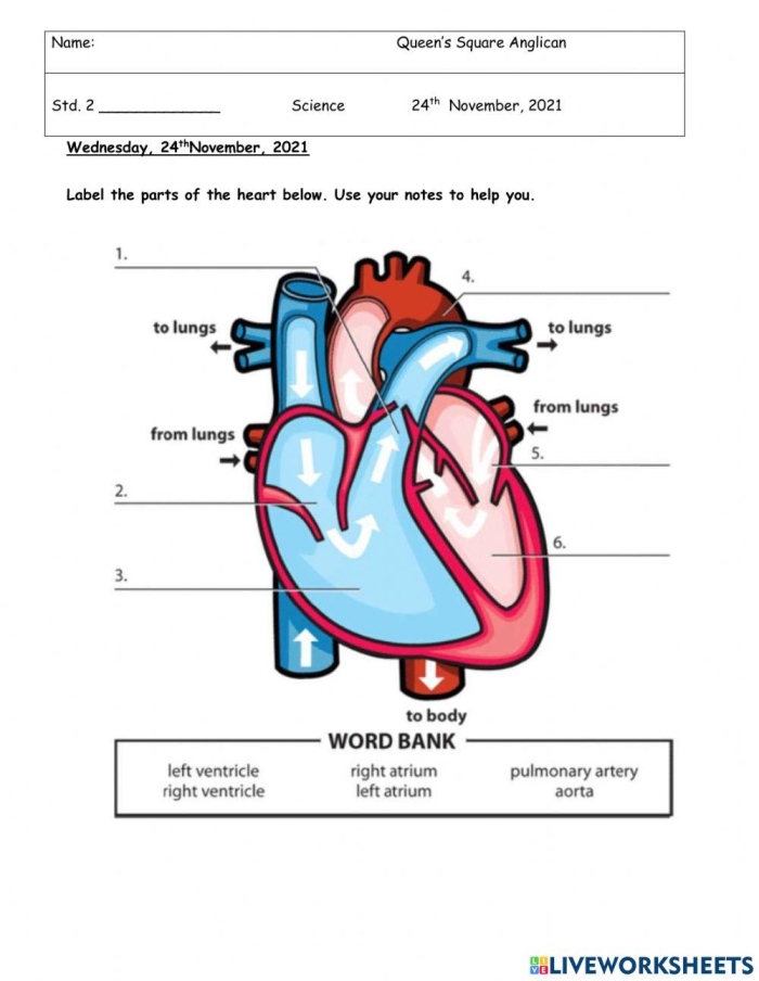 Detailed worksheet on the human heart for understanding its function and importance Illustration of the human heart anatomy for a fifth-grade life science worksheet