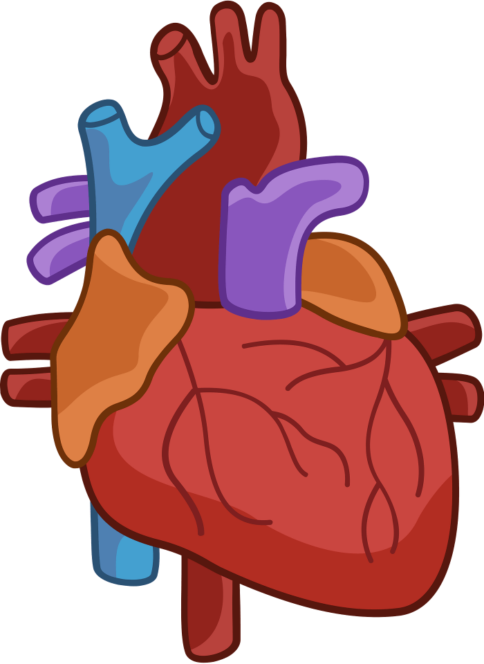 Educational worksheet about the human heart for life science lessons in fifth grade. Diagram of the human heart showcasing its key parts and functions for fifth-grade students.