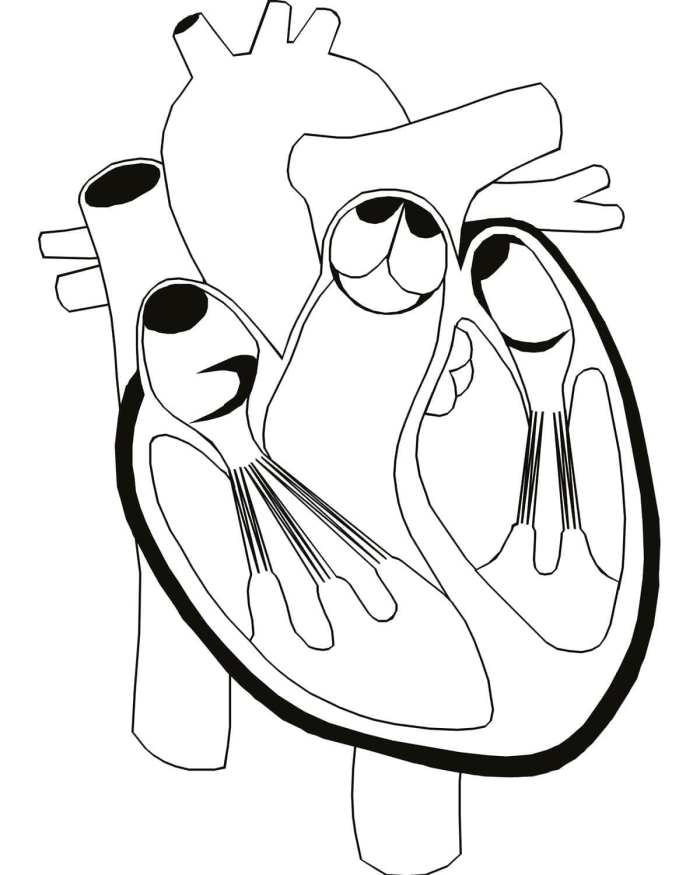 Human Anatomy Heart Worksheet for Fifth Grade Students Diagram of the human heart highlighting its structure and functions for a fifth-grade life science worksheet