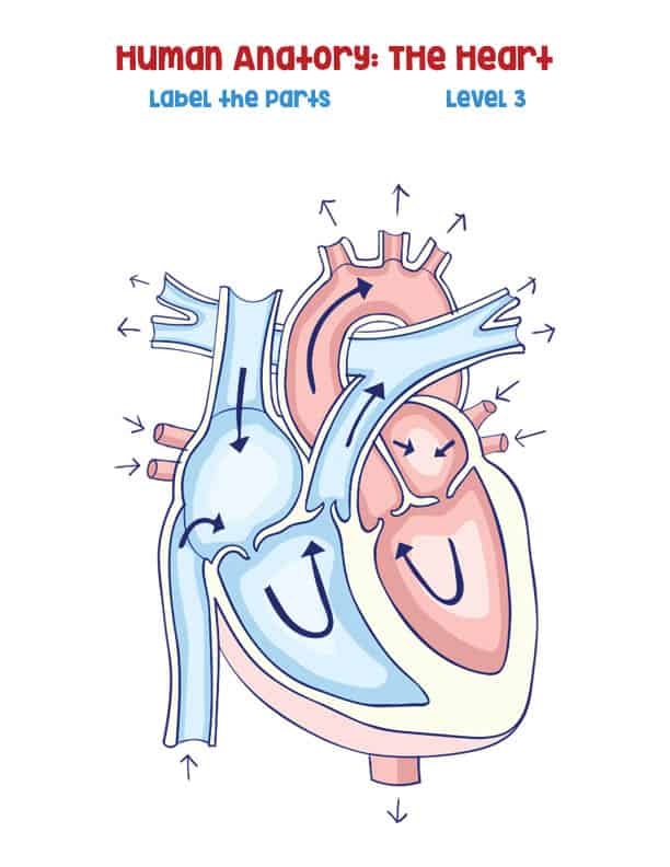 Human Anatomy worksheet focused on the heart for fifth-grade students Illustration of the human heart with labeled parts for educational purposes