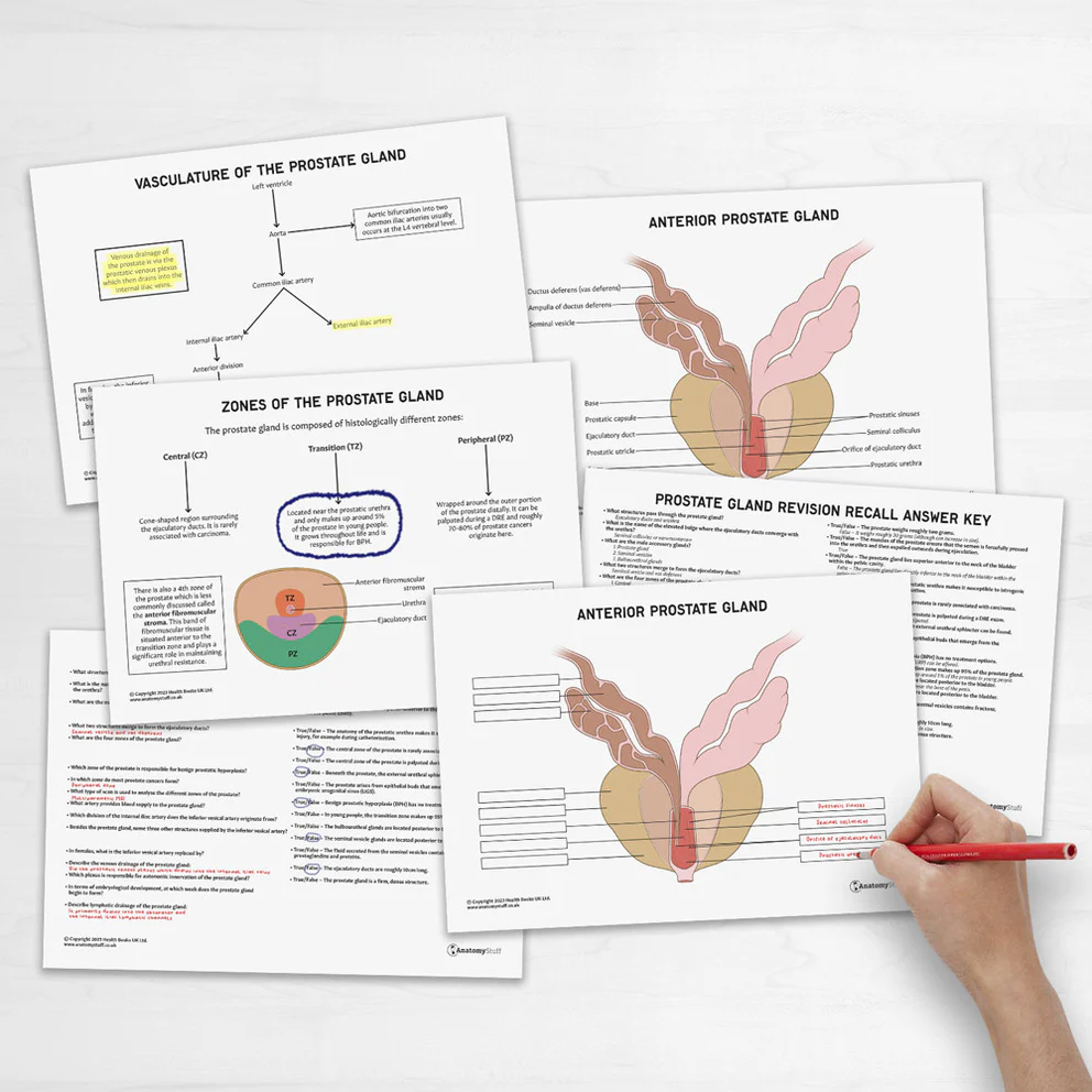Fifth grade Spanish worksheet showing a detailed heart coloring page from the Awesome Anatomy series
