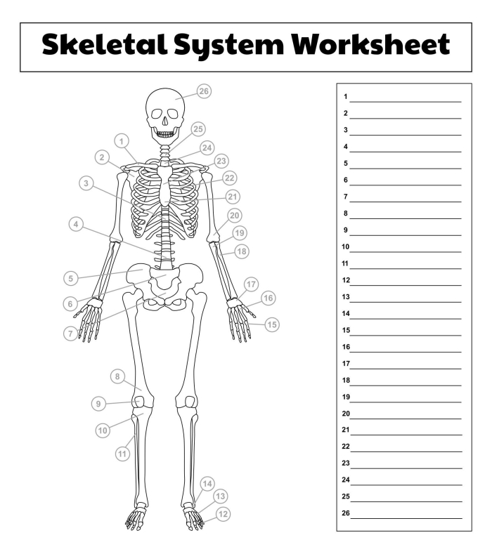 Fifth Grade Spanish worksheet showing a detailed heart diagram for coloring and learning