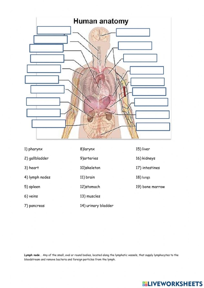Fifth grade Spanish worksheet showing a detailed heart coloring page from Awesome Anatomy series