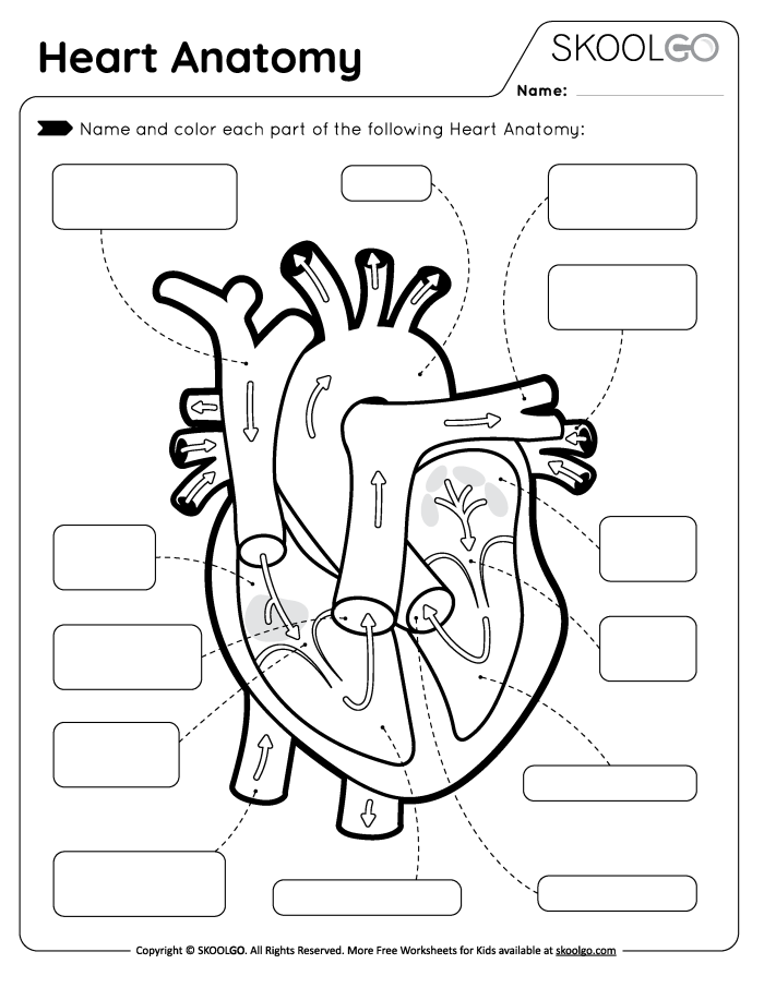 Fifth grade Spanish worksheet coloring page showing detailed parts of the heart from the Awesome Anatomy series