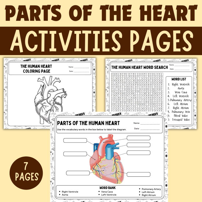 Fifth grade Spanish worksheet showing a detailed heart diagram for coloring and labeling