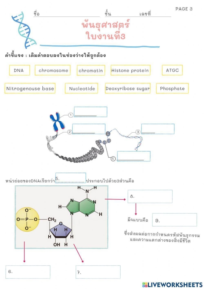 Discover the role of genes with Steve in this engaging worksheet for fifth graders Illustration of Steve the scientist explaining genes on a fifth grade life science worksheet