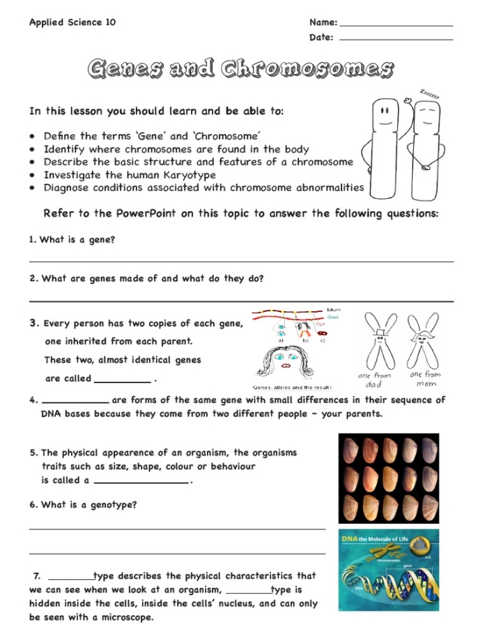 Explore the basics of genes with Steve in this fun educational worksheet on genetics for grade 5 students Fifth grade life science worksheet featuring Steve the scientist explaining genes and their role in traits
