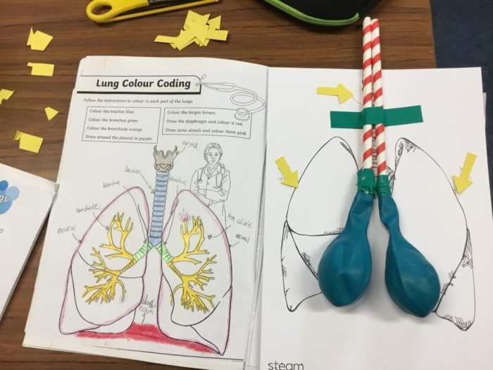 Labeled diagram of human lungs showing bronchus trachea and alveoli for fifth grade geometry worksheet 19