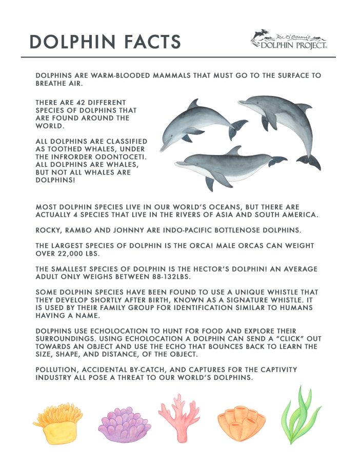 Fifth grade phonics worksheet featuring dolphin facts about evolution and behavior