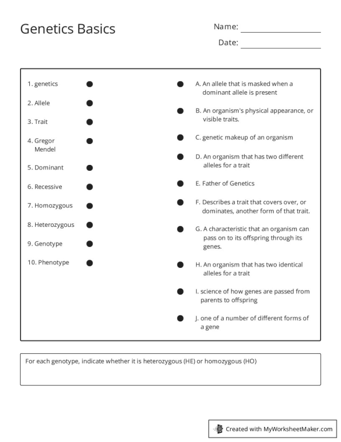 Discover what genes are with Steve in this engaging educational worksheet for fifth graders Fifth grade life science worksheet featuring Steve the scientist explaining genes and traits